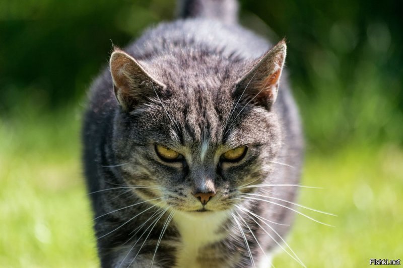Самый сердитый котя в мире ненавидит всё и всех