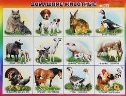 домашних животных не едят?