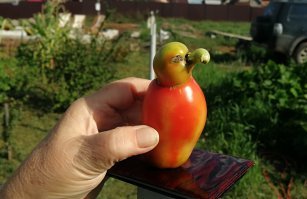 Неведомая птичка
Перечный попугай.