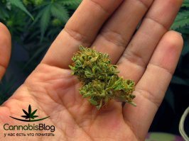 аффтар, ты фсё спутал. твой текст называется "мужик занимался хернёй".

"мужчина собирал шишки" -- это вот: