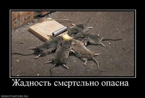 Эксперимент: в сколь малое отверстие способна пролезть мышь
