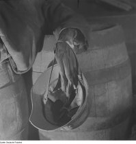 Бомбоубежище Дрездена откопанное в 1946 году.
Это результат бомбардировок Королевскими военно-воздушными силами Великобритании и Военно-воздушными силами США 13 15 февраля 1945 г.