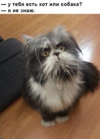 «Песемишка или медвебака?»: в сети обсуждают необычного пса из Челябинска