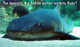 Медовый месяц на Карибах обернулся кровавым кошмаром