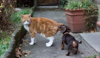 Лучшие собаки Твиттера-2017