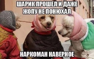 Лучшие собаки Твиттера-2017