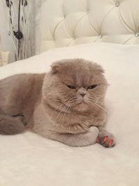 вот почему у всех кошек такие милые и смешные морды,а у моей надменно-презрительный взгляд?