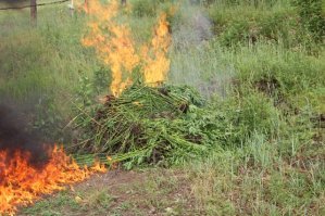 в виллабаджо стихийное бедствие - горят поля конопли... 
А в Виллариба опять праздник   ветер дует в их сторону!-