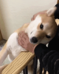 Вот почему я собачник, а не кошатник =)))