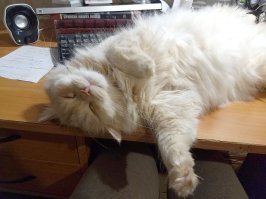 Я тут лежу, и не… волнует: 19 котов-мастеров бросить кости