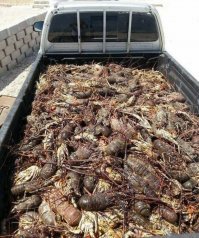 Гора раков ...