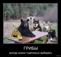 Пирог с грибами