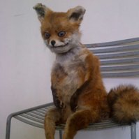 обычно таксидермисты в описании животных употребляет слово "Роскошную".... я начинаю беспокоиться...