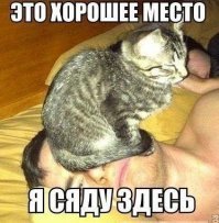 Я тут лежу, и не… волнует: 19 котов-мастеров бросить кости