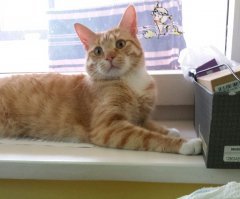 И 2 ое фото : это примерно через год. :)