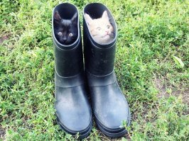 Я тут лежу, и не… волнует: 19 котов-мастеров бросить кости