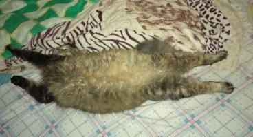 иди спи на коврике, холоп...