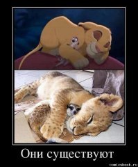 Доктор, который спасает зверей из горячих точек планеты