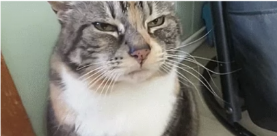 ага, случайно запенили..