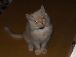 Котёнок RGB.