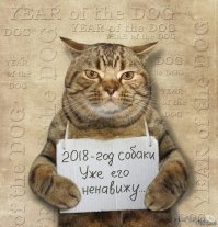 Я тут лежу, и не… волнует: 19 котов-мастеров бросить кости