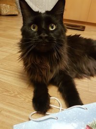 Зачем вы опять начинаете срач? Кошка тоже друг человека. Моя кошка, когда я прихожу домой, уже сидит перед дверью, ждёт меня, потом обязательно на ручки - хозяйку же надо обнять и поцеловать. Минут 5-7 сидит у меня на руках, оторвать от себя её не возможно, сильно скучает одна дома. Ну и обязательно придёт, если что-то у кого-то из домашних болит, погреет, полечит это место. Если кто-то плачет, прибежит утешать.