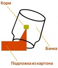 Эксперимент: в сколь малое отверстие способна пролезть мышь