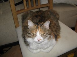 моя "старушка" - около 20-ти лет (курильский бобтейл)