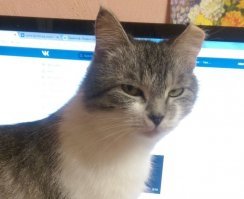 Ну да, кошка сама полезла в монтажную пену... Не заметили и запенили как пить дать, а теперь херои. Молодцы хоть спасли.