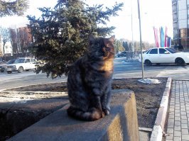 "Плывет коробка с котятами": парень бросился спасать в ледяную реку