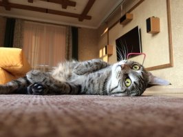 Это если вдруг понадобится офигевающее котэ