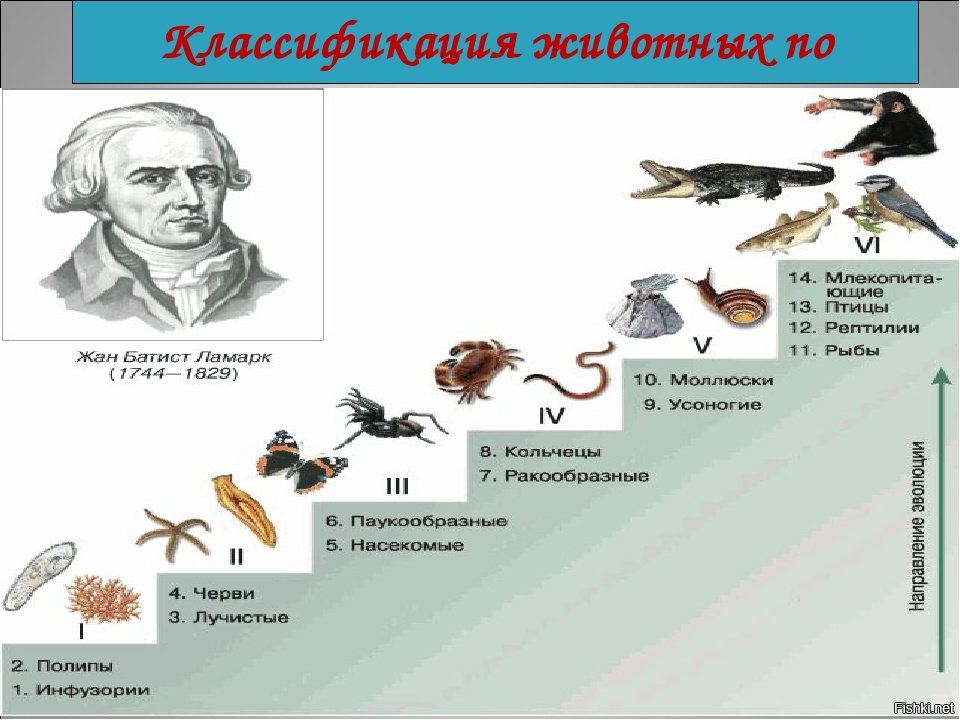 Схема классификации животных 7 класс биология