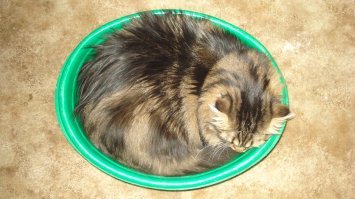 Я тут лежу, и не… волнует: 19 котов-мастеров бросить кости