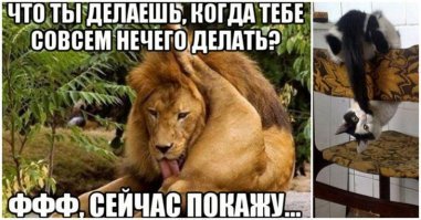 Роберт Вуд и толстолобик