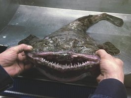 Морской черт просто душечка!