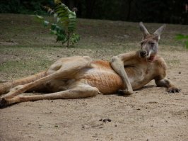Вот с таким бы попробовал!