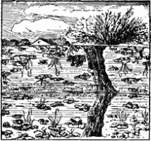 Я. Перельман
"Занимательная физика". Книга 2.
Глава 9. Отражение и преломление света. Зрение
МИР ИЗ-ПОД ВОДЫ
Вообразите, что вы погружены в воду и смотрите из-под водной скатерти в мир надводный. Облако, висящее в небе прямо над вашей головой, нисколько не изменит своего вида: отвесный луч не преломляется. Но все остальные предметы, лучи которых встречают водную поверхность под острыми углами, представляются искаженными: они словно сожмутся по высоте   тем сильнее, чем острее угол встречи луча с водной гладью. Это и понятно: весь мир, видимый над водой, должен уместиться в тесном подводном конусе; 180 градусов должны сжаться почти вдвое   до 97, и изображения неизбежно будут искажаться. Предметы, лучи которых встречают водную гладь под углом в 10 градусов, сжимаются в воде настолько, что почти перестают различаться. Но всего более поразил бы вас вид самой водной поверхности: из-под воды она представляется вовсе не плоской, а и форме конуса! Вам покажется, что вы находитесь на дне огромной воронки, бока которой наклонены друг к другу под углом немного больше прямого (97 градусов). Верхний край этого конуса окружен радужным кольцом из красной, желтой, зеленой, синей и фиолетовой каемок. Почему? Белый солнечный свет состоит из смешения лучей разных цветов; каждый род лучей имеет свой показатель преломления, а потому и свой  предельный угол . Следствием этого является то, что при рассматривании из-под воды предмет кажется окруженным пестрым ореолом из цветов радуги.
Рисунок 2. Как представляется из-под воды полузатопленное дерево (ср. с рис. 1).
Рисунок 3. Как купальщик, погруженный до груди в воду, представляется подводному наблюдателю (ср. с рис. 2).