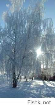 Волшебная красота зимы