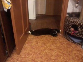 Такого кота вы еще не видели!