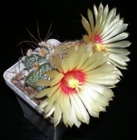 Потрясающие растения нашей планеты