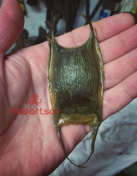 Монстры из глубин: свежая порция жутких рыбин и морских гадов