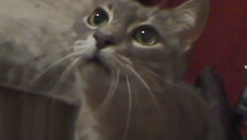 у меня 15ти летний молдавский "Двортэйл".