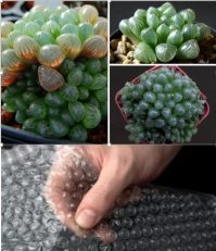 это у нас бы недолго прожило