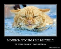 Кошка в Благовещенске вляпалась в монтажную пену и превратилась в статую
