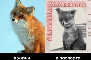 Хуже, чем в паспорте, все равно не будет