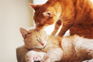 А меня с работы всегда встречают эти кошки,сядут рядом друг с другом смотрят на меня - типа че вкусного принес. Одной 15 другой - 2