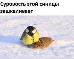 мышка добролась до сала, синичка до мышки!