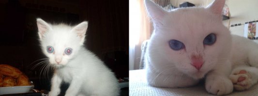 Подобрал поздно вечером,когда домой принес, увидел, подумал:"Ипать-колотить,чей-та мне такой страшненький попался?!",но со временем вон в кого вымахал. Всего два раза напИсал, в детстве, когда в дом принесли, с тех пор ни разу кроме своего лотка не гадил, когти точит исключительно на металлической ножке стола, и ,засранец, нифига не ласковый-царапать не царапает, но и в руки особо не дается. в общем очень своенравный кот.