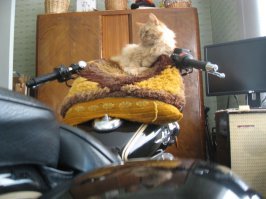 Мой подобранец.
Жаль, сейчас уже ловит мышки на небесах.