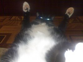 Я тут лежу, и не… волнует: 19 котов-мастеров бросить кости